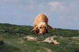 BASSET FAUVE DE BRETAGNE 024